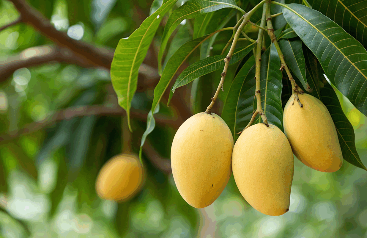 Close-up view of mangos hanging from mango tree.