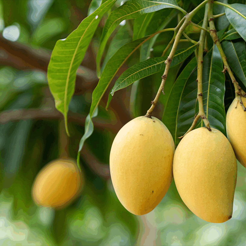 Close-up view of mangos hanging from mango tree.